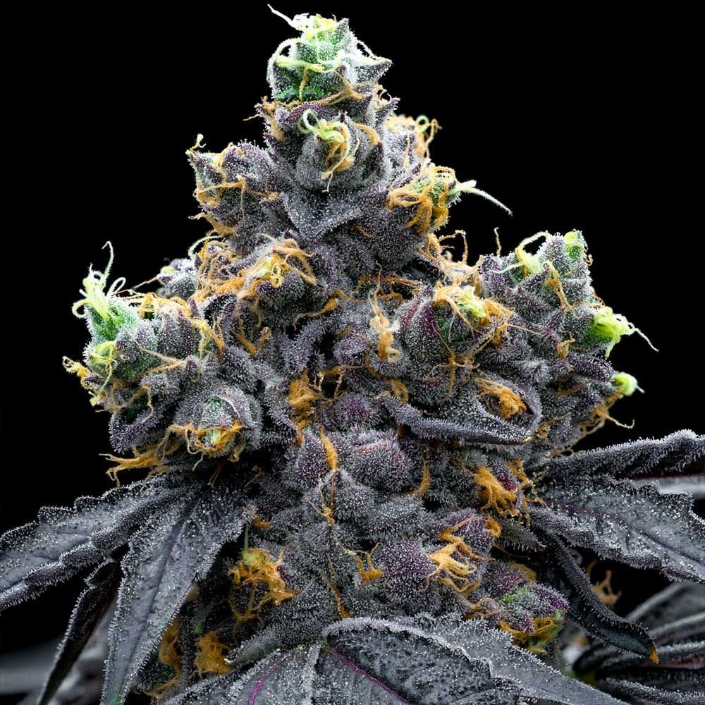 White Runtz x Hollywood by Cookies Seed Bank – 12/12 Photoperiod – Female seeds – Sweet – image 1 – Seed City