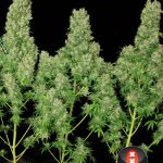 White Russian by Serious Seeds – Super Strength – The End of October – Sweet – image 5 – Seed City