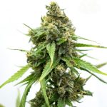 Russian Widow from Seed City Seeds