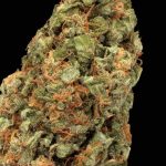 White Russian Autoflowering cannabis seeds – Outdoor – Indica-heavy – Auto-Flowering – image 1 from Seed City
