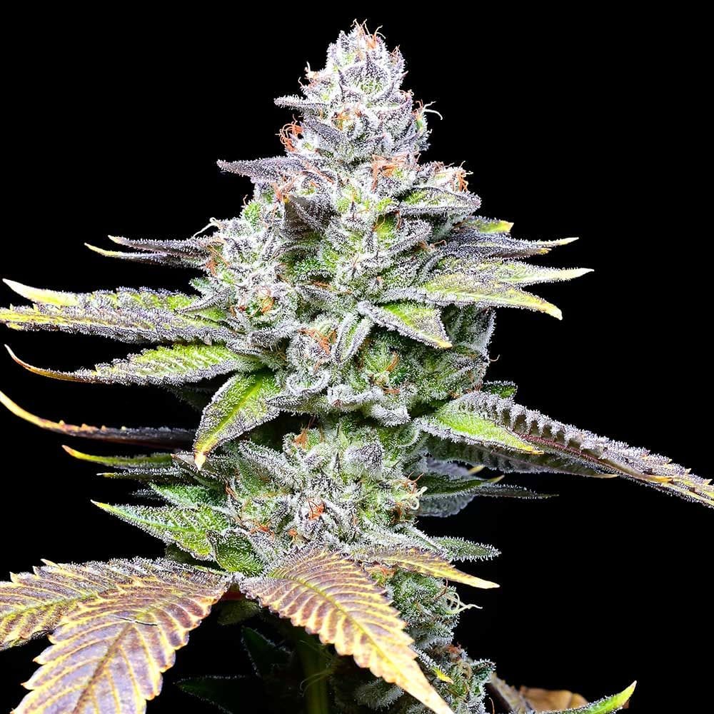 Image 1 of White Sherb cannabis by Cookies Seed Bank – 12/12 Photoperiod – Large yield – Indoor – Seed City