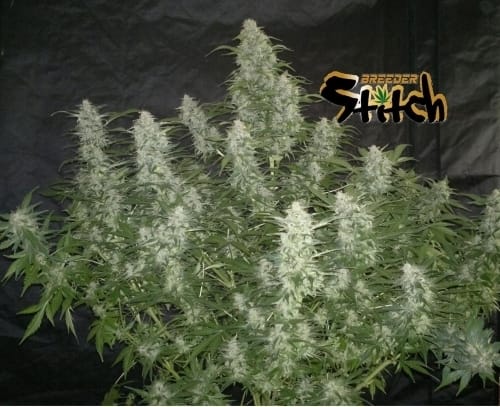 White Sirius Auto from Flash Seeds