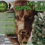 Super Strength – Female seeds – High Yielding – White Spanish strain – image 2 – from VIP Seeds via Seed City