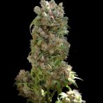 Image 1 of White Spanish cannabis by VIP Seeds – Fruity – 12/12 Photoperiod – Middle of October – Seed City