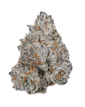 Beginning of October – Indica Dominant – Outdoor – White Truffle strain – image 1 – from Growers Choice via Seed City