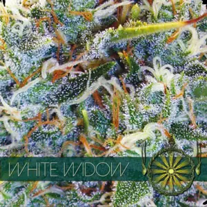 White Widow