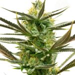 Image 1 of White Widow cannabis by Seed City Seeds – 12/12 Photoperiod – Cerebral – Indica-heavy – Seed City