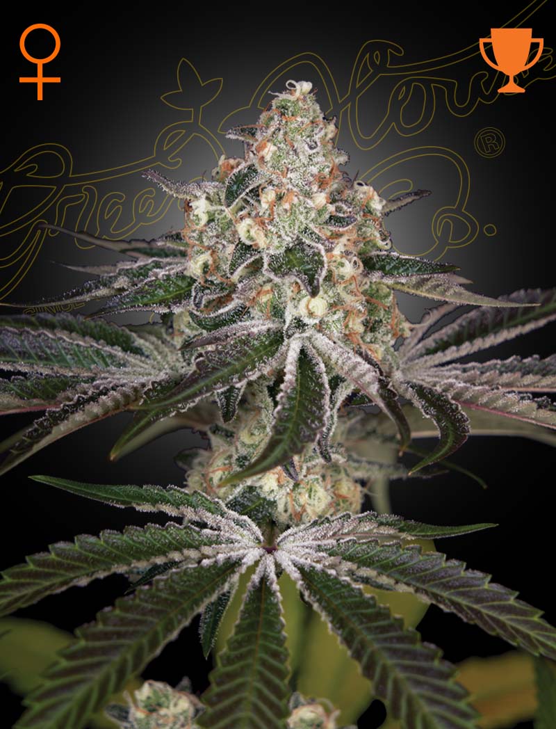 White Widow cannabis seeds – Indica Dominant – 12/12 Photoperiod – Excellent harvest potential – image 1 from Seed City