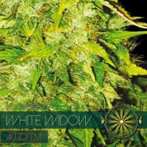 White Widow Auto cannabis seeds – Short (up to 80cm) – Auto-Flowering – Indica-heavy – image 1 from Seed City