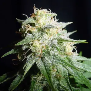 White Widow Automatic