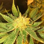 12/12 Photoperiod – Feminized – Relaxing – White Widow Fast strain – image 1 – from Seedsman Seeds via Seed City