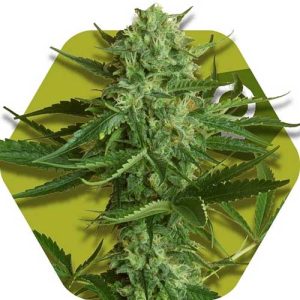 White Widow Haze cannabis seeds – Fruity – Female seeds – 12/12 Photoperiod – image 1 from Seed City