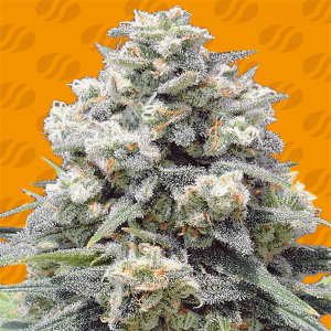Image 1 of White Widow + cannabis by Original Sensible Seeds – Citrus – Uplifting – 12/12 Photoperiod – Seed City