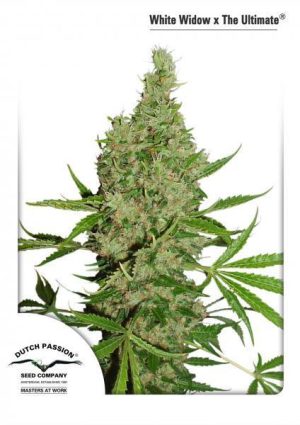 White Widow x The Ultimate by Dutch Passion Seeds – High Yielding – Regular – Indoor-friendly – image 1 – Seed City