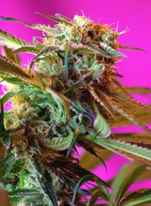 Image 1 of Wild Rose cannabis by Sweet Seeds – Mostly Sativa – Suited for indoor growing – 12/12 Photoperiod – Seed City