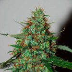 Wild Thailand Ryder cannabis seeds – Resistant to Pests – Incense – Sativa Dominant – image 1 from Seed City