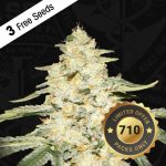 Wy-Kiki by TH Seeds – Indoor – Relaxing – 12/12 Photoperiod – image 1 – Seed City