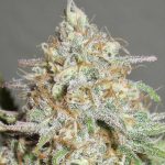 Yum Bongo by Ultra Genetics – Sweet – 12/12 Photoperiod – Outdoor cultivation – image 1 – Seed City