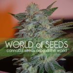 Yumboldt 47 cannabis seeds – Beginning of October – Resistant to Mould – 12/12 Photoperiod – image 1 from Seed City