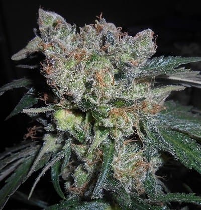 Zamaldelica x Kali China cannabis seeds – Fruity – 12/12 Photoperiod – Social – image 2 from Seed City