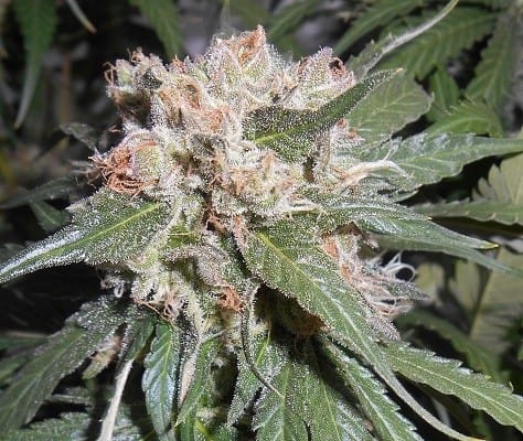 Fruity – Super Strength – Social – Zamaldelica x Kali China strain – image 3 – from Ace Seed bank via Seed City