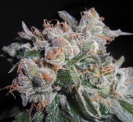 Zamaldelica x Kali China by Ace Seed bank – Social – Sativa Dominant – Resistant to Pests – image 4 – Seed City