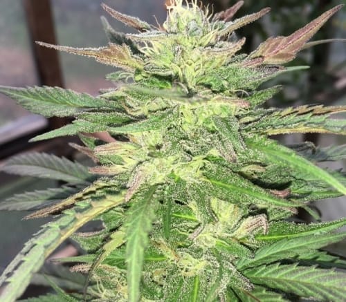 Image 5 of Zamaldelica x Kali China cannabis by Ace Seed bank – Social – Super Strength – Fruity – Seed City