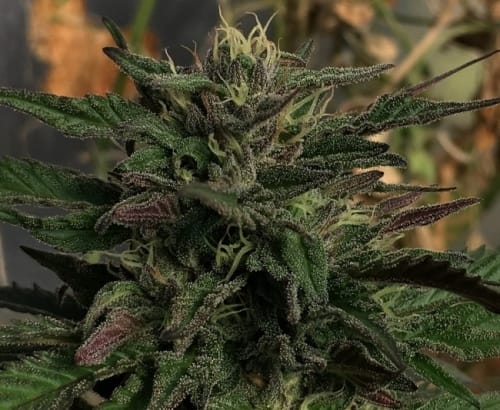 Zamaldelica x Kali China cannabis seeds – Super Strength – Female seeds – Resistant to Pests – image 6 from Seed City