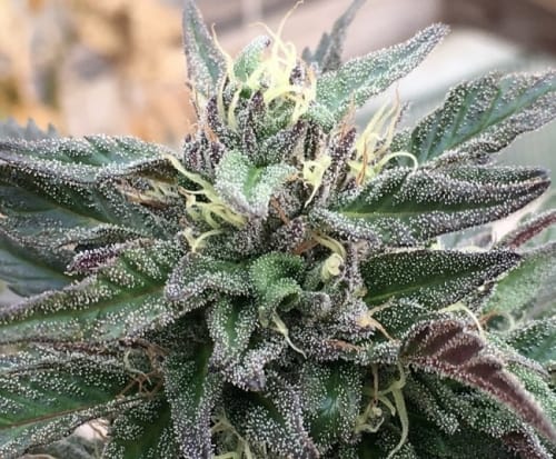 Zamaldelica x Kali China cannabis seeds – Resistant to Pests – 12/12 Photoperiod – Social – image 7 from Seed City