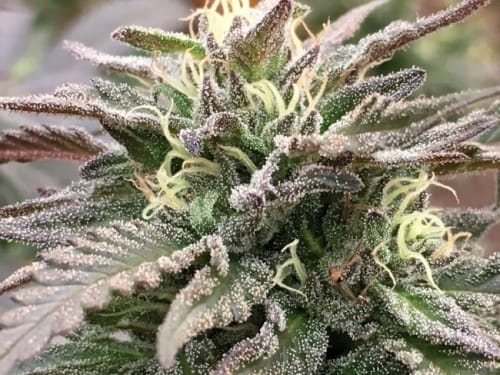 Zamaldelica x Kali China by Ace Seed bank – Fruity – Resistant to Pests – Beginning of October – image 8 – Seed City