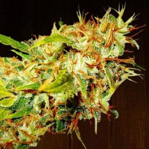 12/12 Photoperiod – Orange – Sativa – Zamaldelica strain – image 1 – from Ace Seed bank via Seed City