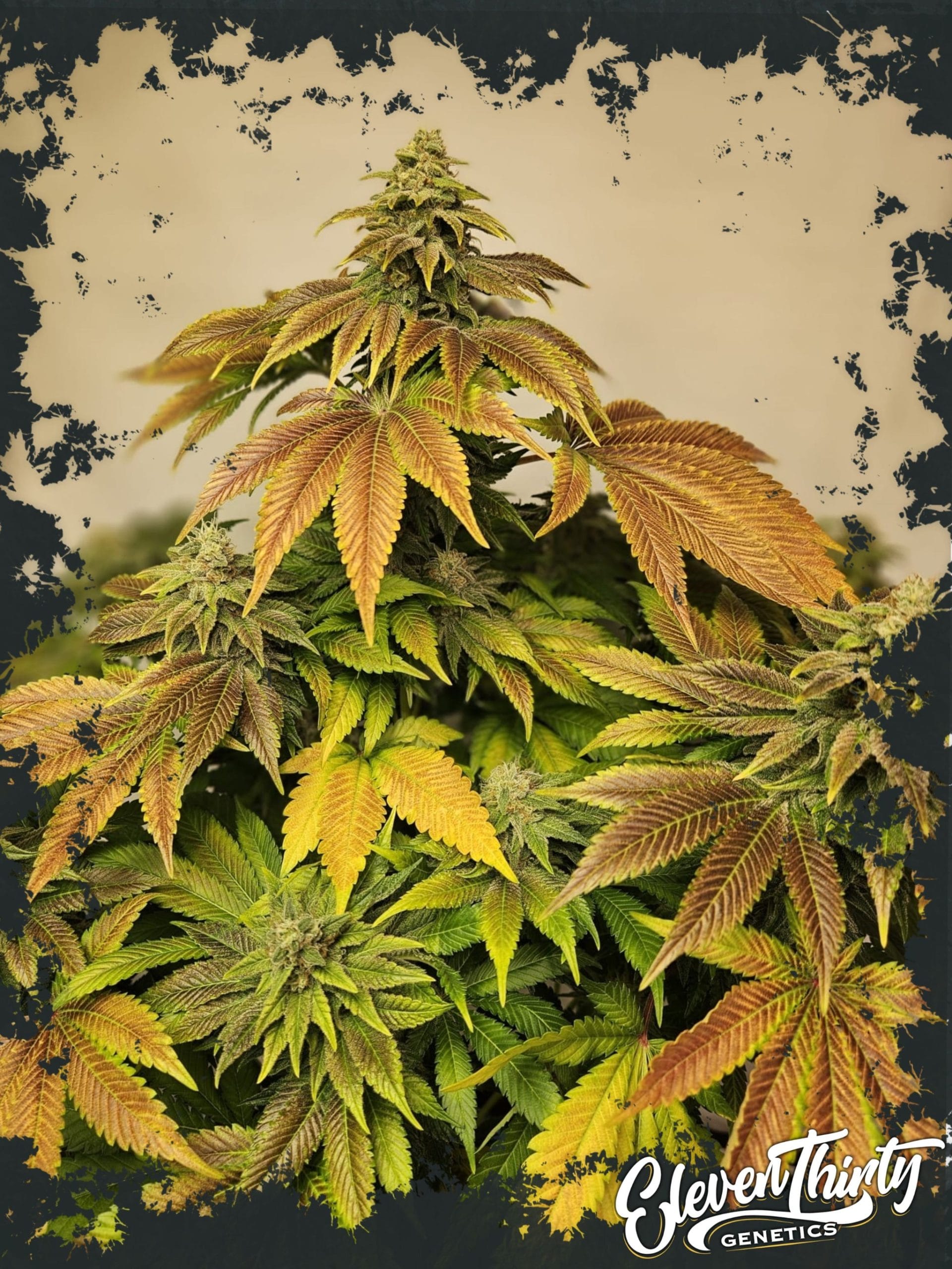 Indica-heavy – Super Strength – Sweet – Zerbert Auto strain – image 1 – from ElevenThirty Genetics via Seed City