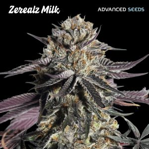 Zerealz Milk by Advanced Seeds – Guaranteed female plants – image 1 – Seed City