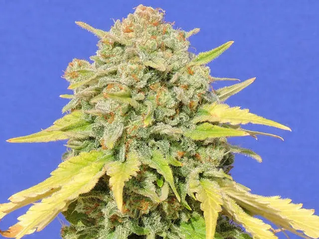 Zkittlez Original Sensible Seeds – 保证雌性植株 – 户外 – 超强生长力 – 图1 – Seed City