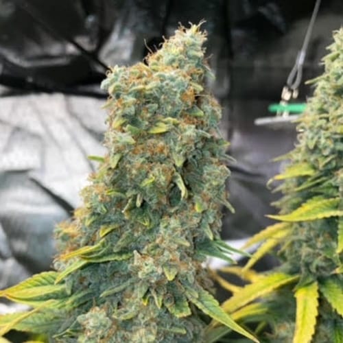 Zlue by GG Strains – Feminized – Super Strength – Creative – image 2 – Seed City