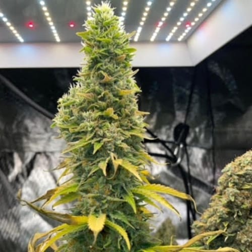 Feminized – Earthy – 12/12 Photoperiod – Zlue strain – image 3 – from GG Strains via Seed City