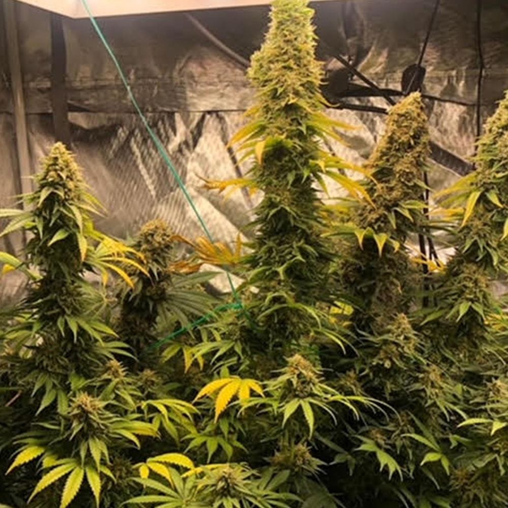 Zlue cannabis seeds – Mostly Indica – Creative – Indoor-friendly – image 1 from Seed City