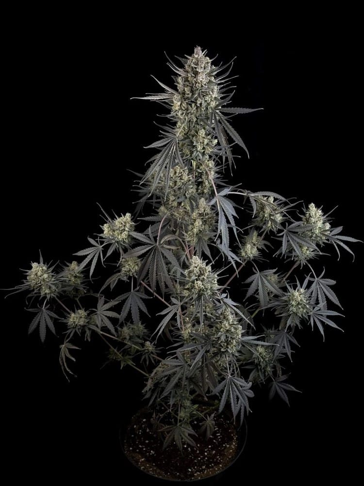 Image 2 of Pound Cake Auto cannabis by FastBuds – Mostly Sativa – Uplifting – Feminized – Seed City