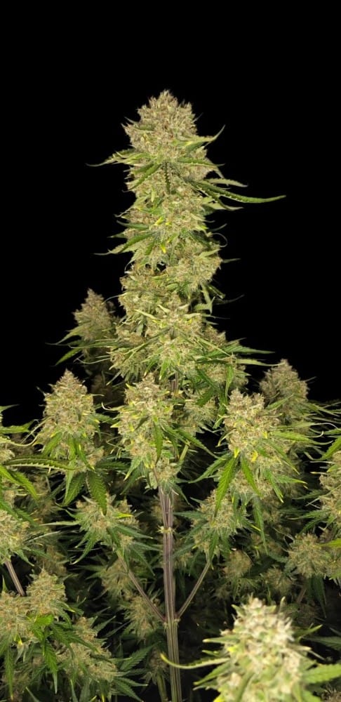 Guava Auto cannabis seeds – Uplifting – Resistant to Pests – Sweet – image 6 from Seed City