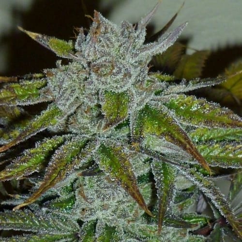 Acapulco Gold by Barneys Farm Seeds – Resistant to Mould – Happy – Citrus – image 3 – Seed City