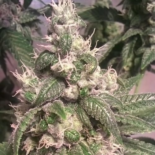 Acapulco Gold by Barneys Farm Seeds – 12/12 Photoperiod – Middle of October – Female seeds – image 4 – Seed City