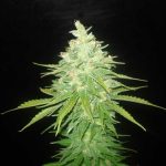 showing Greenhouse – Woodsy – Female seeds – image 1 – Seed City