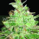 Image 2 of Afghan Kush x Black Domina cannabis by World of Seeds – Indica – Greenhouse – Resistant to Mould – Seed City