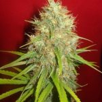 Afghan Kush x Skunk Sementes de cannabis – Woodsy – Adequadas para cultivo em ambientes internos – Resistentes a pragas – imagem 3 de Seed City