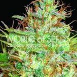 Imagem 4 de Afghan Kush x Skunk cannabis por World of Seeds – Indica – Fotoperíodo 12/12 – Resistente a pragas – Seed City