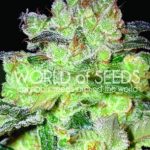 Afghan Kush x White Widow cannabis seeds – Woodsy – Beginning of October – Mostly Indica – image 2 from Seed City