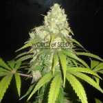 Afghan Kush x Yumboldt by World of Seeds – Stress Relief – Indica – Resistant to Pests – image 2 – Seed City