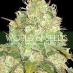 Afghan Kush x Yumboldt by World of Seeds – Stress Relief – Incense – Beginning of October – image 3 – Seed City