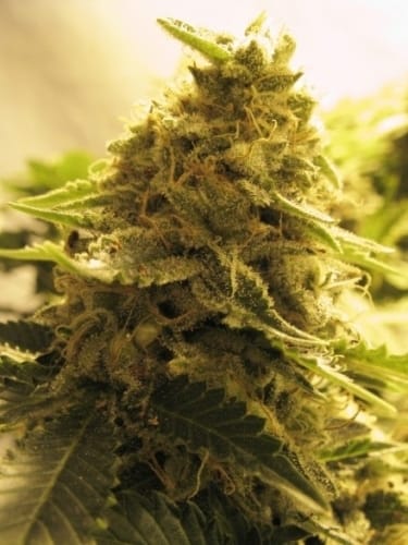 Afghan Skunk from Advanced Seeds