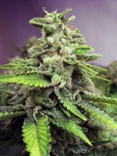 showing The End of October – Female seeds – Indoor – image 2 – Seed City